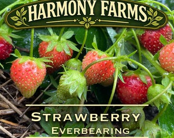 Strawberry | Everbearing | LIVE POTTED PLANT