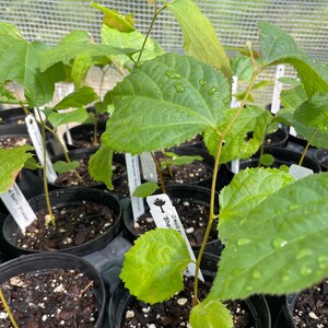 May include: Close-up of a group of small green plants in black pots with white labels. The label of one plant reads "Grafted  'Sherrill'"