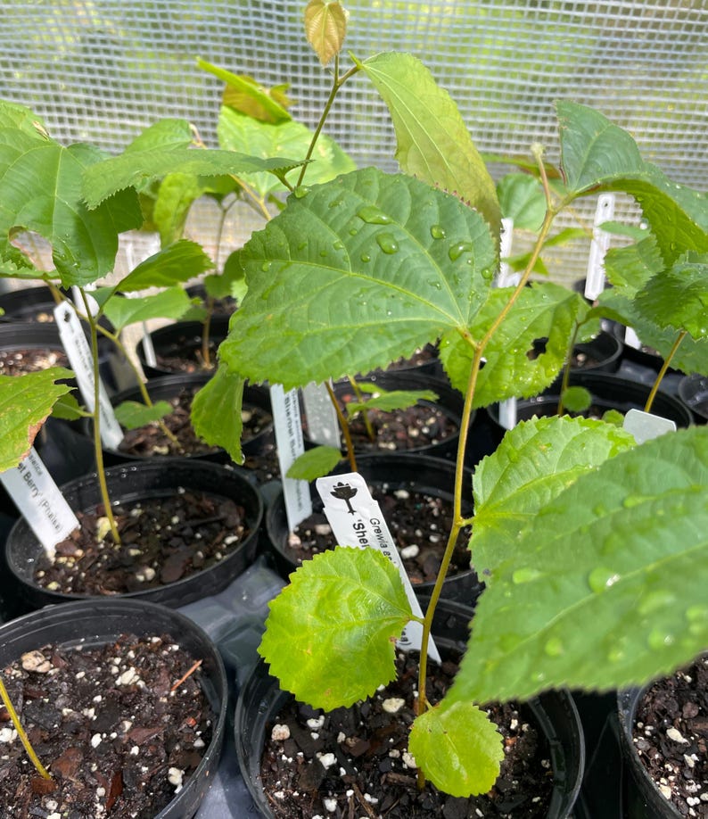 May include: Close-up of a group of small green plants in black pots with white labels. The label of one plant reads "Grafted  'Sherrill'"