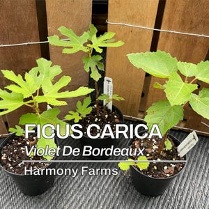 May include: Three small Ficus Carica Violet De Bordeaux fig plants in black pots. The plants have bright green, lobed leaves and are labeled "Harmony Farms". The background includes a wooden fence.