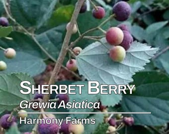 Sherbet Berry Plant | Phalsa | Grewia asiatica | LIVE POTTED Plant