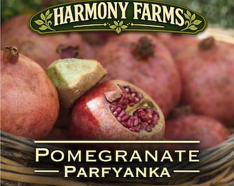 Pomegranate - Parfyanka | Cold Hardy Edible Fruit Tree | Live Potted Plant