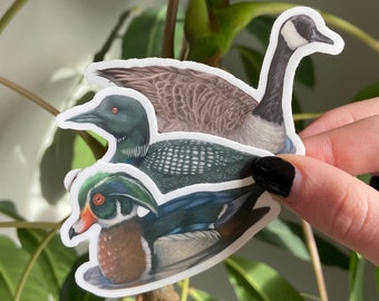 Waterfowl Stickers (3x1.6+) - Common Loon Sticker, Wood Duck Sticker, Canadian Goose Sticker