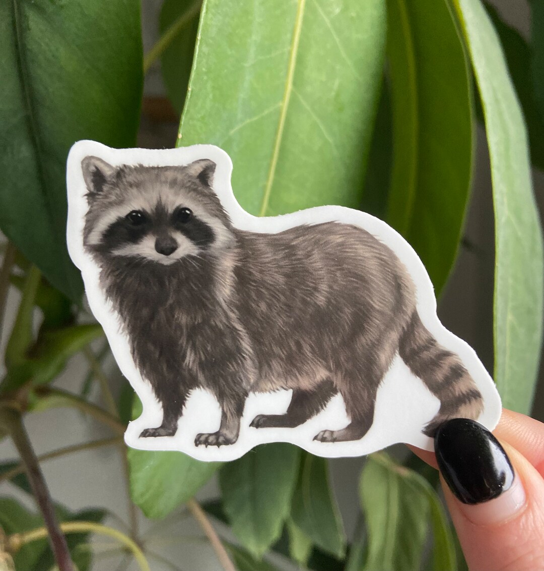 Shoe Rack Raccoon Sticker Raccoon Sticker: Waterproof Vinyl - Etsy