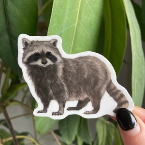 Raccoon Sticker: Mischievous Trash Panda - Waterproof Vinyl
