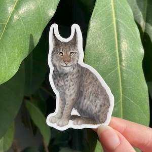 Lynx Sticker | Canadian Lynx sticker, Cat sticker, Wild cat sticker, Water bottle sticker, Wildlife sticker