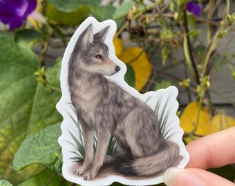 Coyote Sticker: Waterproof Vinyl
