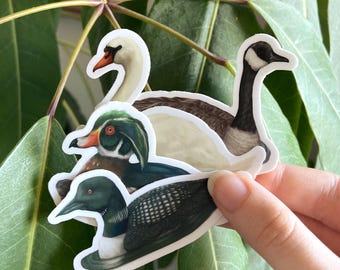 Waterfowl Stickers: Loon, Wood Duck, Canadian Goose, Swan - Waterproof Vinyl