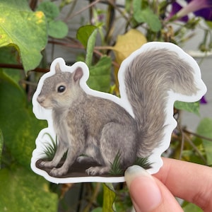 May include: A sticker featuring a detailed illustration of a squirrel. The squirrel is depicted in shades of gray and brown, with a fluffy tail and small tufts of grass at its feet. The sticker is held against a backdrop of green leaves and purple flowers.