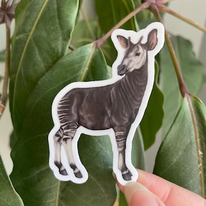 Okapi Sticker: Waterproof Vinyl
