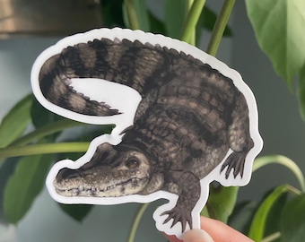 Spectacled Caiman Sticker: Waterproof Vinyl Reptile