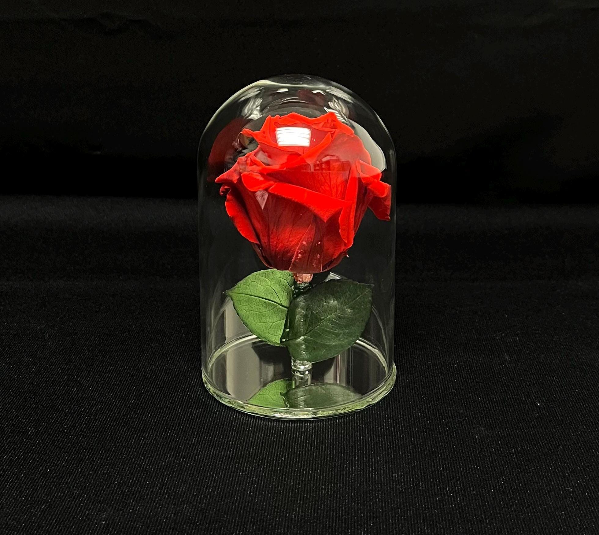 Rose In Glass Real Preserved Rose in 5