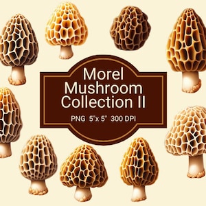May include: A collection of nine digital illustrations of morel mushrooms in various shades of brown and beige. The mushrooms are depicted in a realistic style with intricate details. The text "Morel Mushroom Collection II" and "PNG 5" x 5" 300 DPI" is displayed on a brown label.