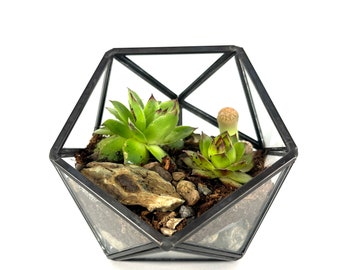 Sukkulenten-Terrarium, super pflegeleicht, wird mit einer kostenlosen Mini-Sprühflasche geliefert!