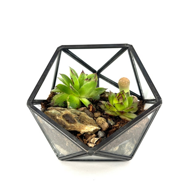 Succulent Terrarium, Super Easy Care, Comes With Free Spray Mini Spray Bottle!