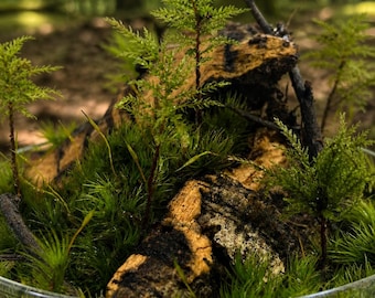 Tiny Trees, Live Terrarium/Ecosystem, Bring a Small Piece of Nature into Your Home.