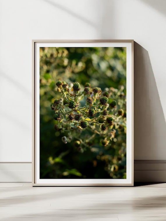 Berry Dreams in Bloom