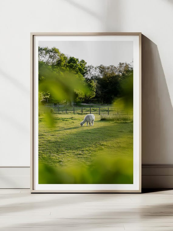 Grazing in Tranquility