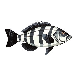 Sheepshead Fish -  Norway