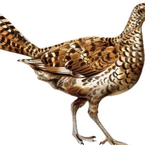 Grouse Decal Sticker