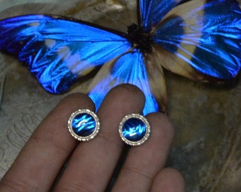 Real Butterfly Earrings, Blue Morpho Earrings, Butterfly Jewelry, 925 Sterling Silver Earrings, Handmade Earrings, Gifts For Her