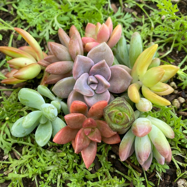 10+ Mini Fairy Garden Succulent Cuttings