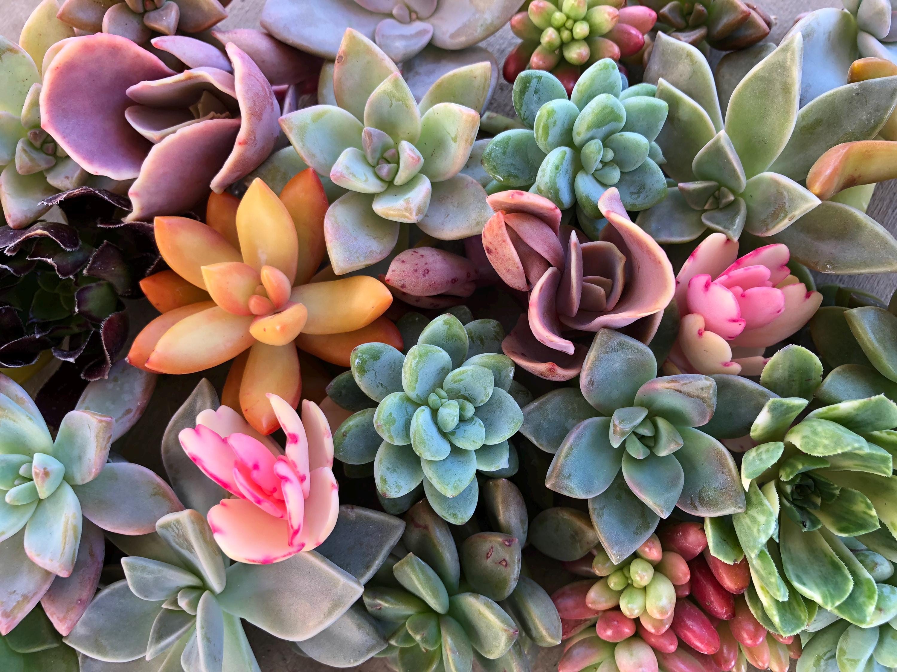 Large Succulents - Etsy