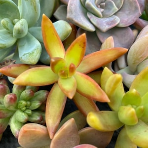 May include: A close-up of a variety of succulents, including green, blue-green, and yellow-green varieties. The succulents have fleshy leaves and are arranged in a cluster.