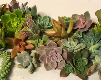 50+ Colorful Succulent Cuttings