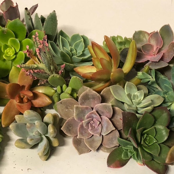 50+ Colorful Succulent Cuttings