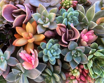 May include: A variety of succulent plants in different colors and shapes, including green, pink, orange, and purple. The succulents are arranged in a close-up shot, showcasing their unique textures and patterns.
