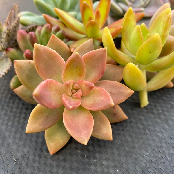 10 Large Succulent Cuttings