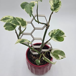 9 Honey Comb Potted Plant Support Trellis Gift Natural