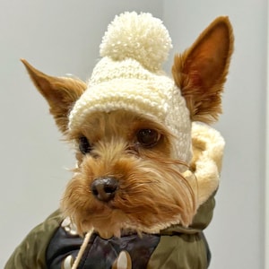 May include: A Yorkshire Terrier wearing a cream-colored knit hat with a pom-pom and a green and black jacket. The dog has brown fur and large, upright ears. The jacket has a hood with a cream-colored lining.