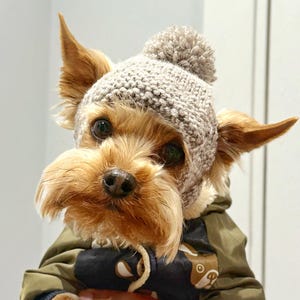 May include: A small dog wearing a gray knit hat with a pom-pom and a green and navy blue jacket. The dog has brown fur and is being held by a person. The jacket has a bear graphic.