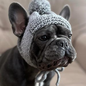 May include: A black French Bulldog wearing a gray knitted hat with a pom-pom on top. The hat has ear flaps and ties under the chin. The dog is looking to the side.