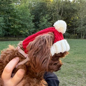 May include: A red and white knit hat for a dog, featuring a ribbed texture, a folded brim, and a white pom-pom on top. The hat is designed with ear holes to fit over the head of a brown curly-haired dog wearing a light pink harness.