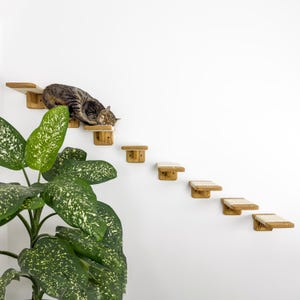May include: A cat naps on a wooden cat shelf, part of a set of six shelves mounted on a white wall. The shelves are covered in a beige material and are arranged in a staircase pattern. A green plant with white spots is in the foreground.