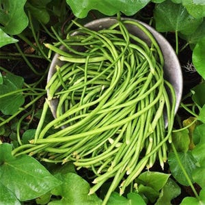 May include: A bowl of fresh green string beans, piled high and ready to be cooked.