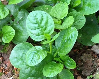 Giant Leaf Malabar Spinach Seeds  - Open-Pollinated - Non-Hybrid & Non-GMO