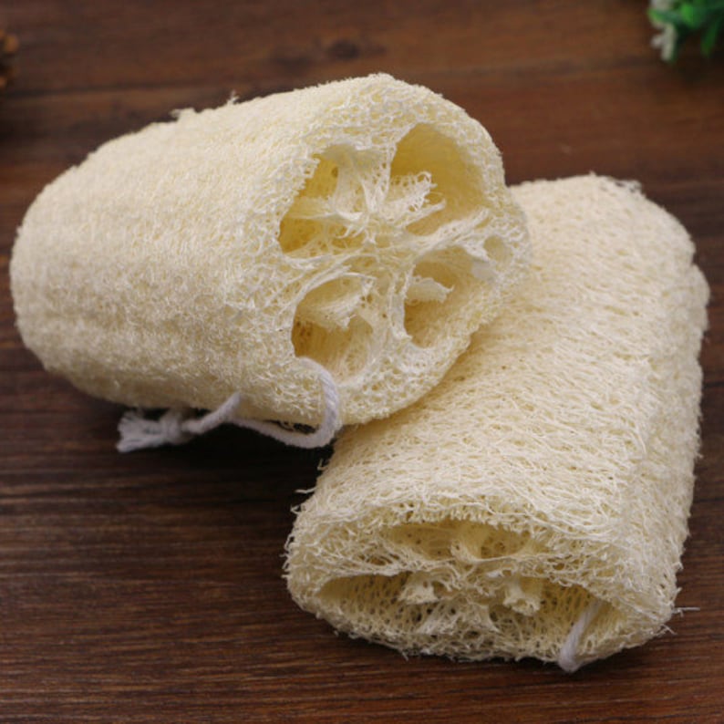 Angled Luffa (loofah) Sponge Gourd Seeds - Heirloom - Open-pollinated ...