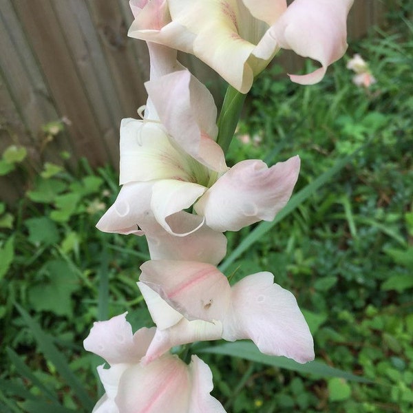 Gladiolus Flower Bulbs - 10 Bulbs - Cream off white pink summer spired flowers