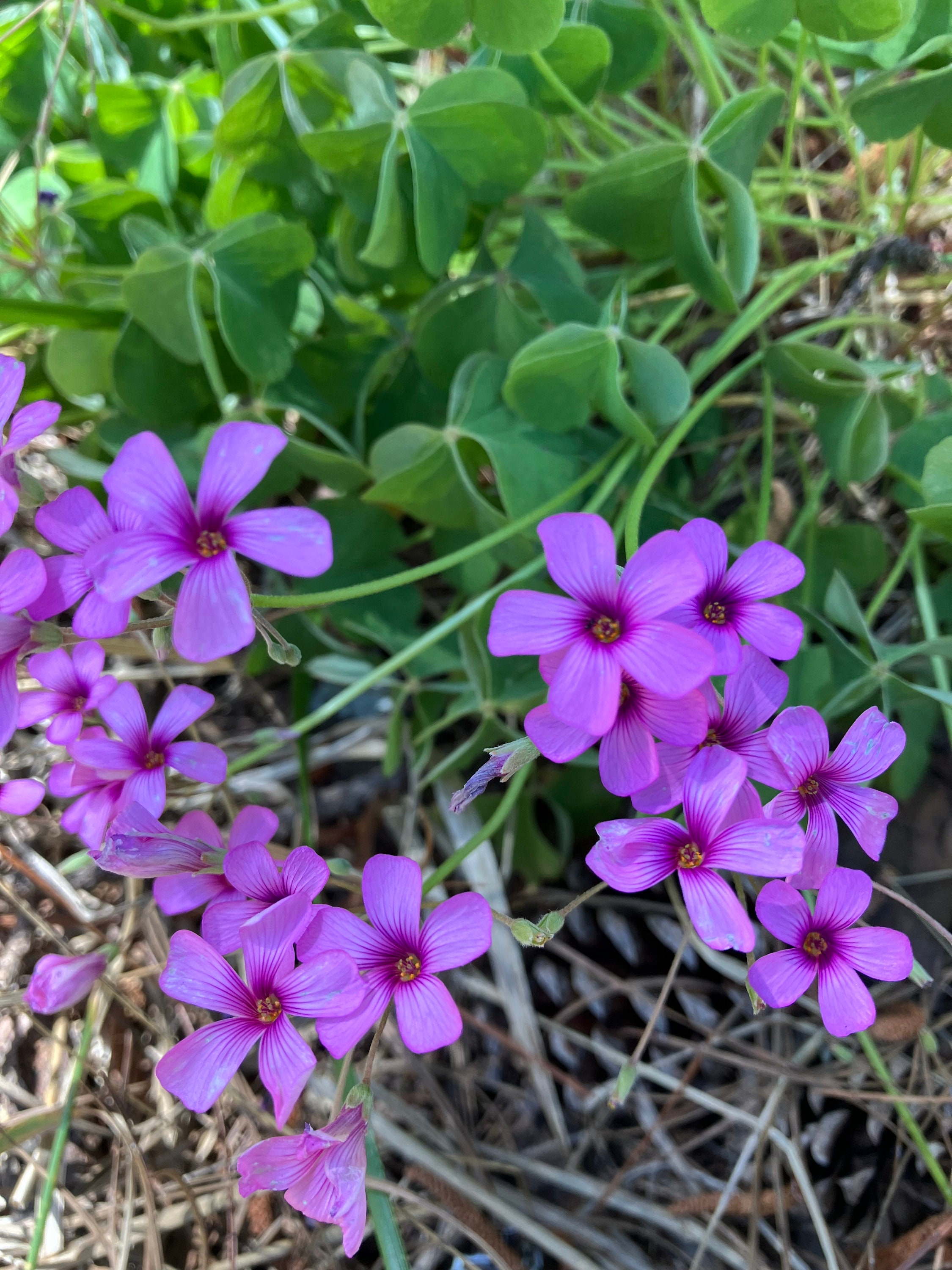 400★Heart鉢pink モルタル雑貨　（お任せ植物付き）168 Pink Wood Sorrel Oxalis Articulata Shamrock Ground Cover Bulb - Etsy