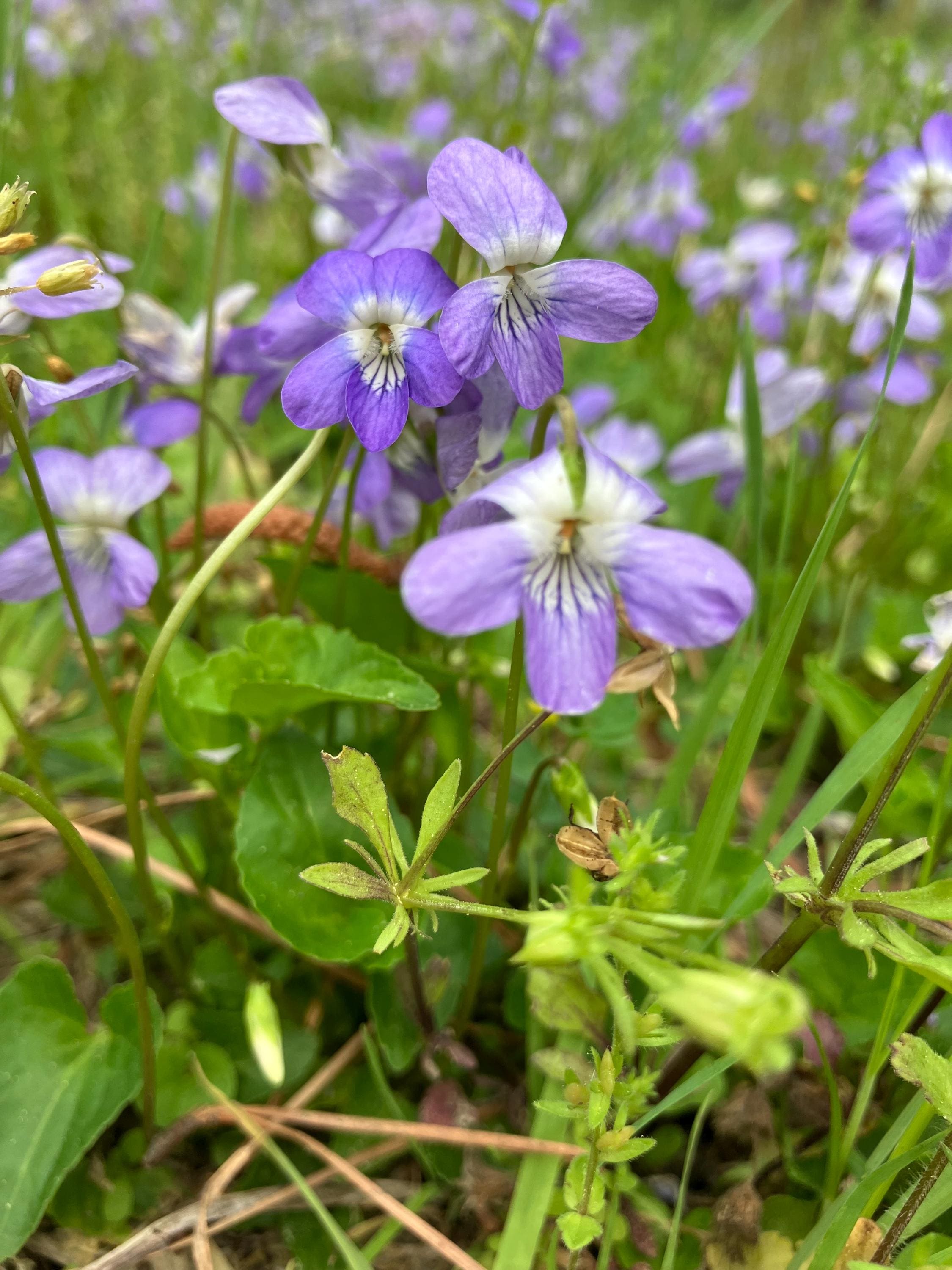 Common Blue Violet Viola Sororia Perennial Native Live Plant Rhizome ...