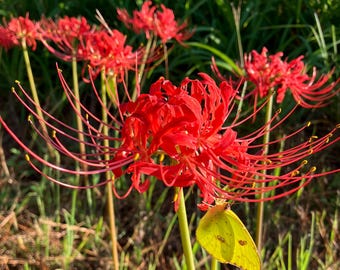 Red Spider Lily (Lycoris radiata) bulb