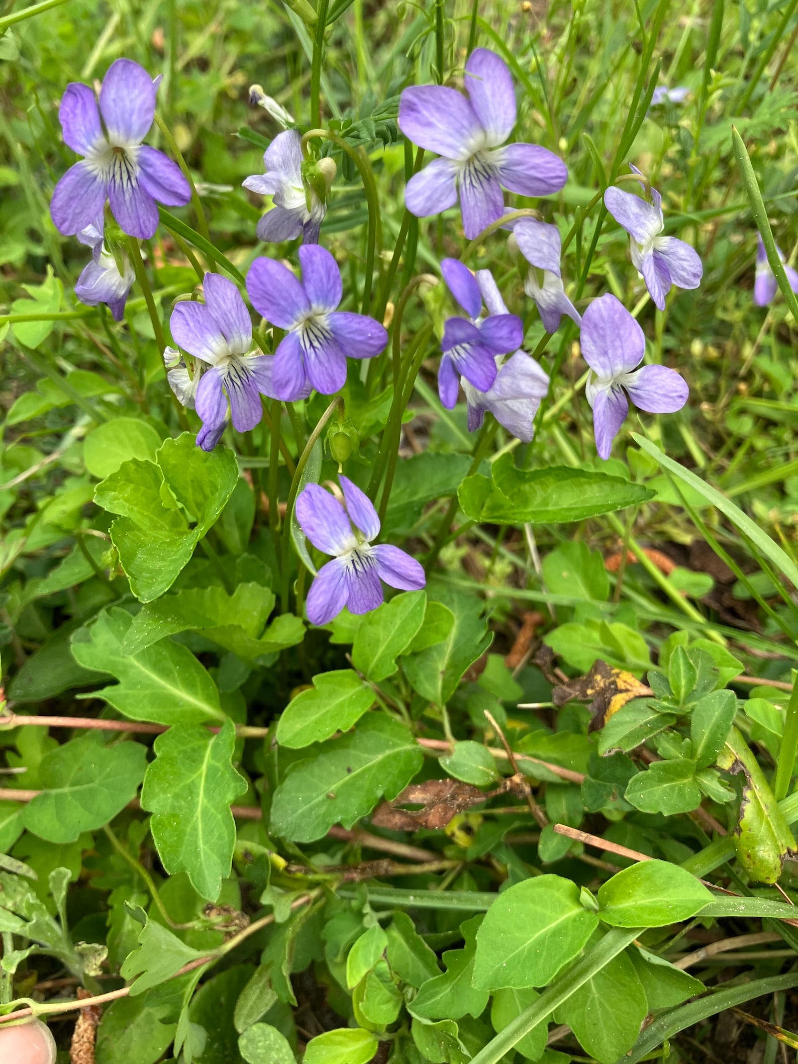 Common Blue Violet Viola Sororia Perennial Native Live Plant Rhizome ...
