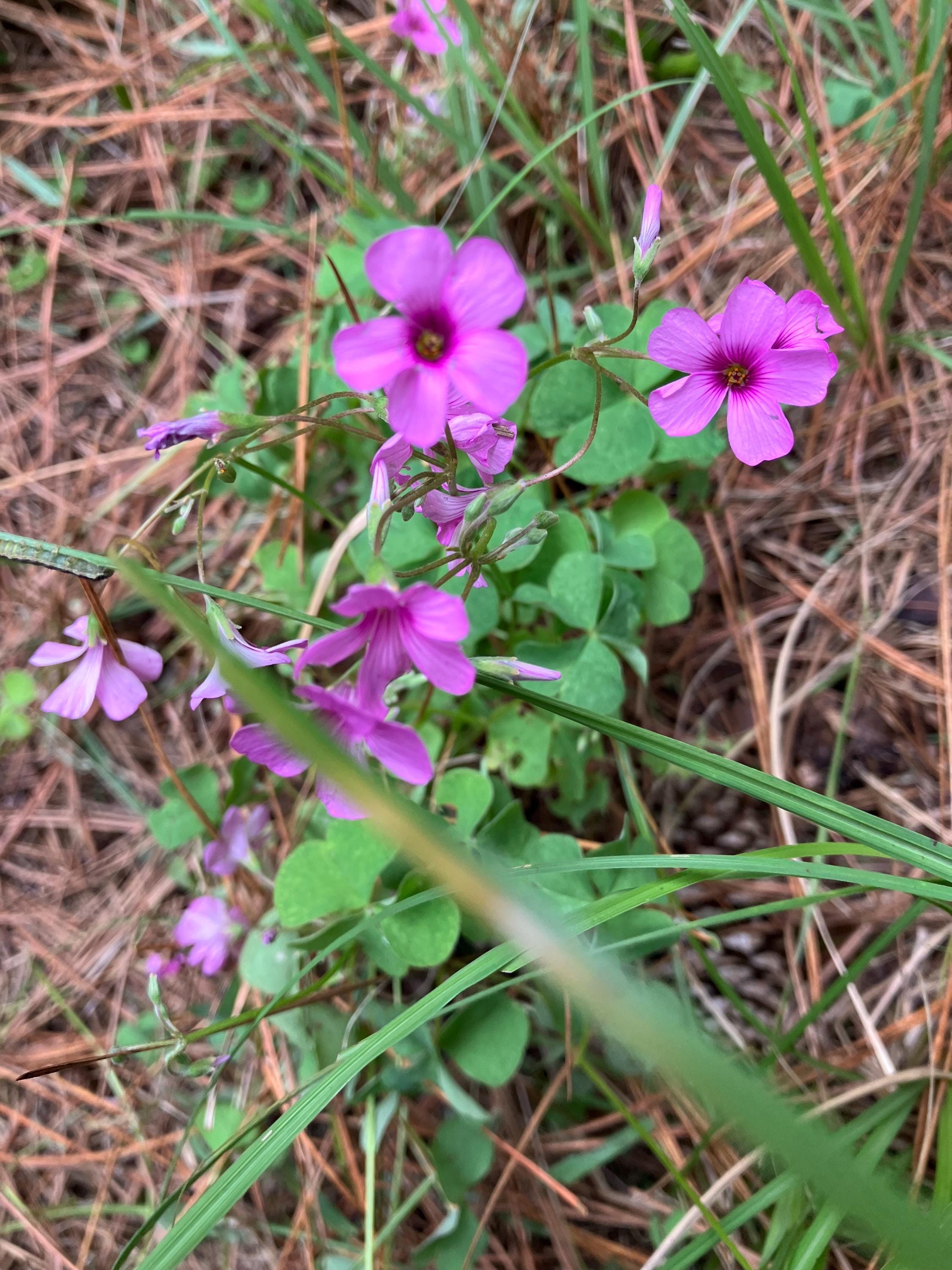 Pink Wood Sorrel Oxalis Articulata Shamrock Ground Cover Bulb - Etsy