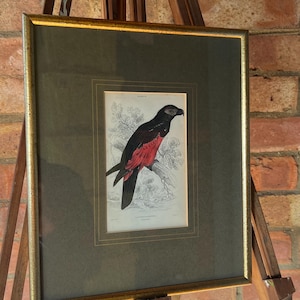 1853 Hand Coloured Antique Engraving after Edward Lear Illustration of a Parrot