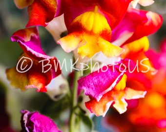 Photographie numérique de fleur de muflier rouge pour l'art mural