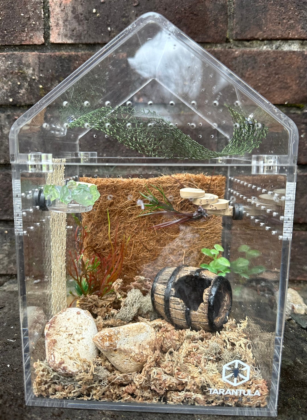 Tarantula Cribs Jumping Spider Enclosure Etsy Australia